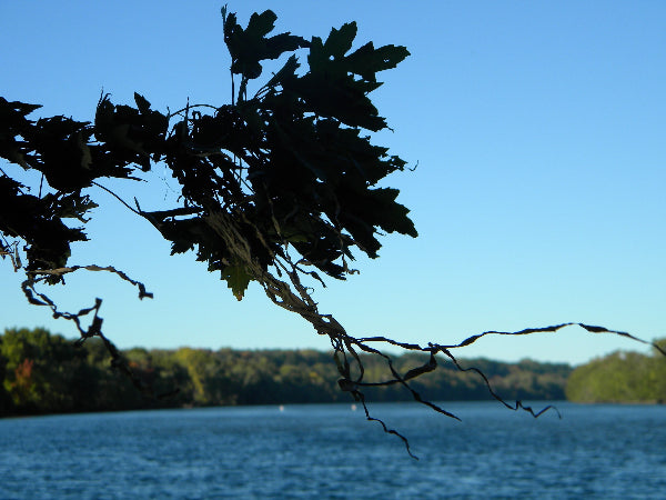 Leaves in the Breeze on the Lake Stock Photography