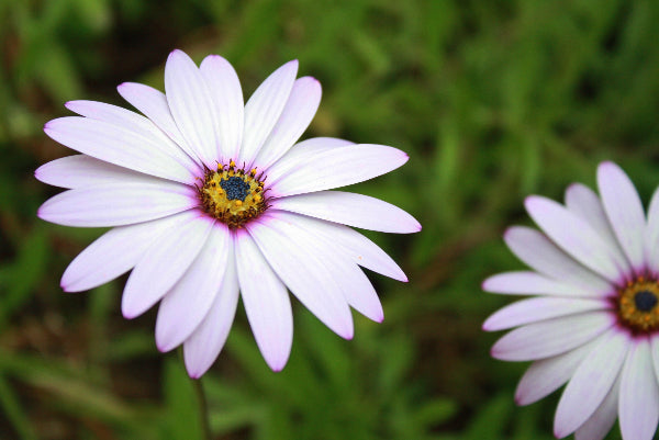 Light Purple Flower Close Up Stock Photography